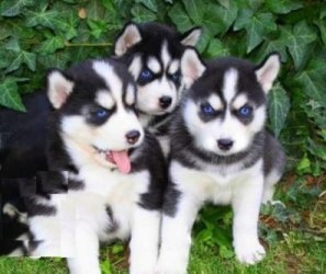 Gorgeous Siberian Husky Puppies 