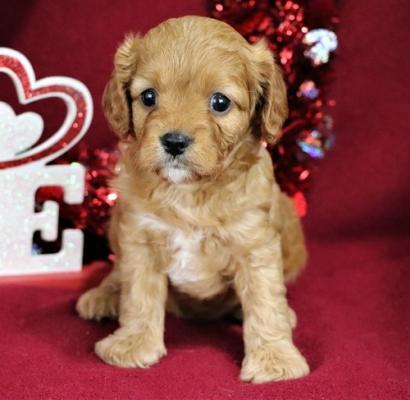 Extensively Health Tested cavapoo ready