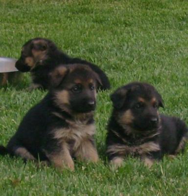 Quality  sweet German shepherd  puppies ready