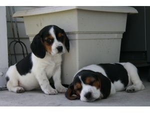  Beagle puppies. PureBred.