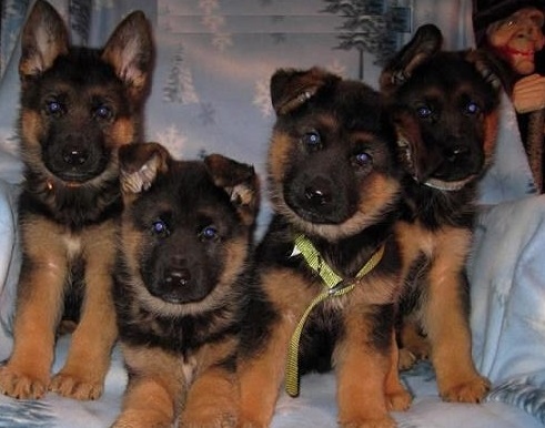 German Shepherd Puppies Now Ready