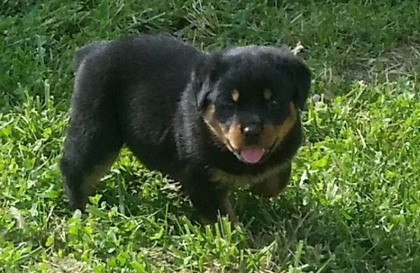 Rottweiler puppies Girls and boys For Sale.