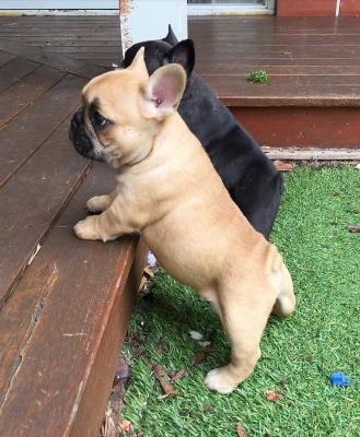 French Bulldog puppies Kc registered