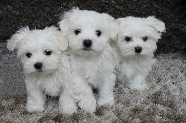 teacup maltese puppies ready for new homes