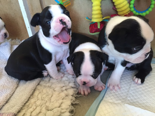 Very healthy and cute Boston Terrier puppies