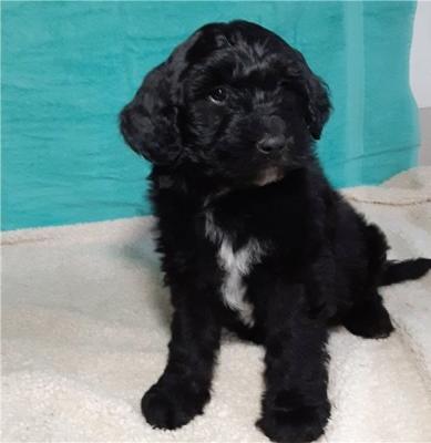 Newfoundland puppies ready to be loved by you! 