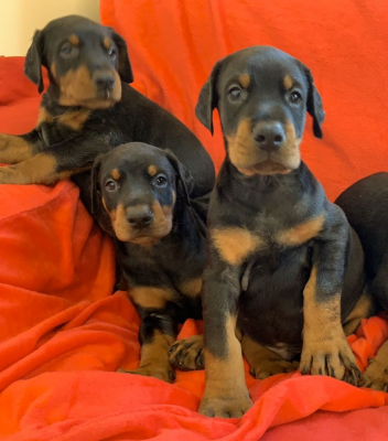Doberman Pinscher Puppies Available +447440524997