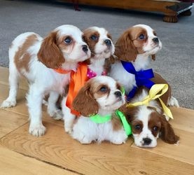 Cavalier King Charles Spaniel puppies 
