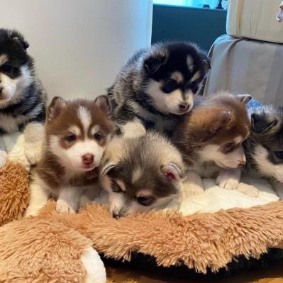 Affectionate Pomsky puppies available for new home