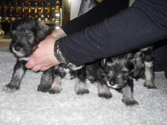 Lovely home reared miniature schnauzer 