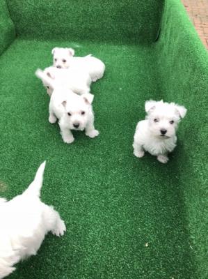 Excellent West Highland Terrier Puppies 