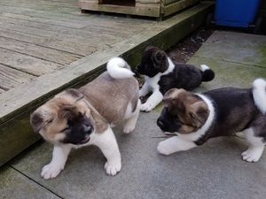 Playful Akita Puppies 
