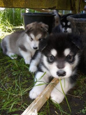Alaskan Malamute puppies 