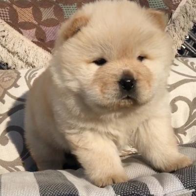 6 Beautiful Male and female chow chow o  ready now