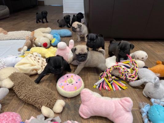 Pug Puppies Ready to go home...