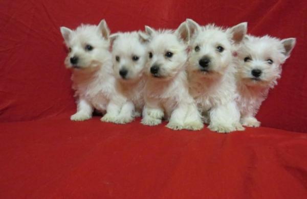 Extensively Health west highland terrier eady