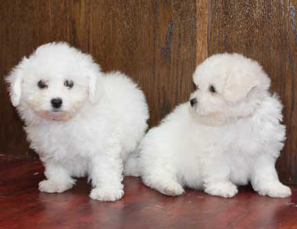 Extensively Health Tested bichon frise ready