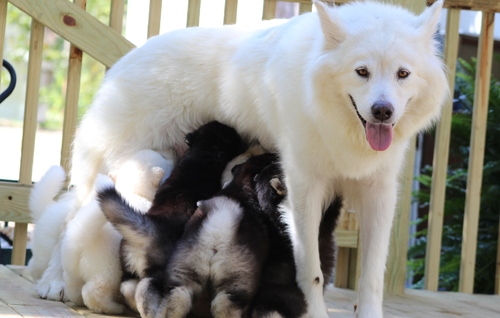 Cute Alaskan Malamute pups for sale