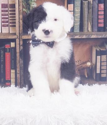 Old English Sheepdog pups for sale