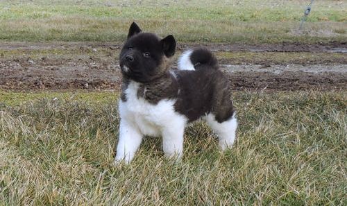 cute Akita pups for sale