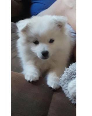 Cute Eskimo pups for sale