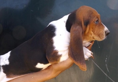 Cute Basset Hound pups for sale