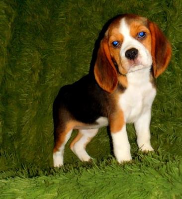 Cute Beagle puppies for sale