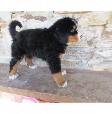 Bernese Mountain pups for sale