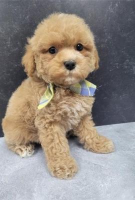 Cute Bich Poo pups for sale