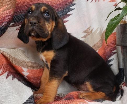 Bloodhound pups for sale
