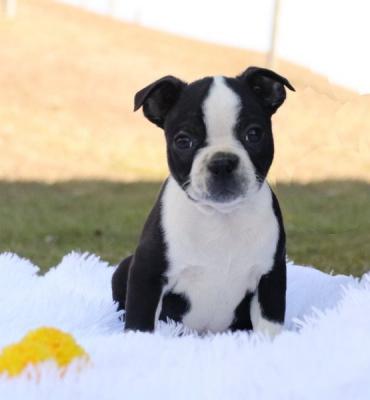 Cute Boston Terrier pups for sale