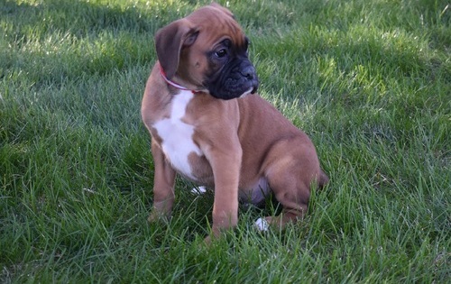 Boxer pups for sale