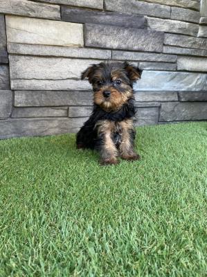 Beautiful Yorkshire Terrier Boy And Girl