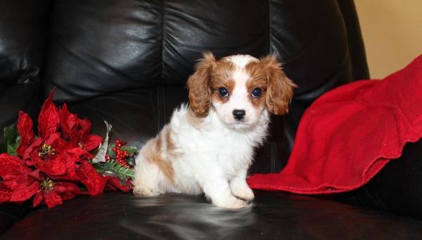 Cavalier King Charles Pups For Sale.