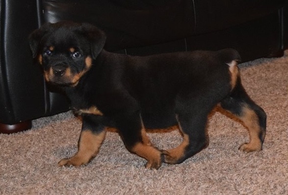 Beautiful Rottweiler Pups For Sale.