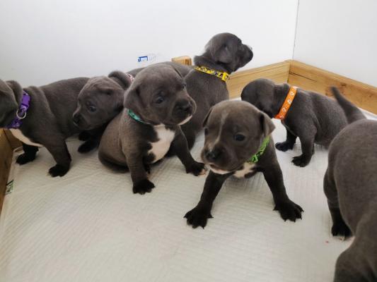  Staffordshire bull Terrier Puppies For Sale.