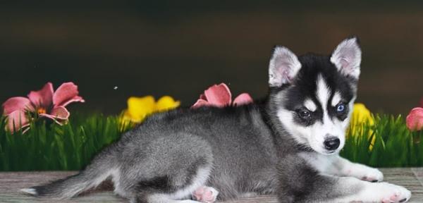 Gorgeous Alaskan Klee Kai Pups Ready Now