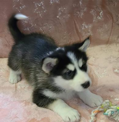 Alaskan Malamute Pups Now Ready For Sale