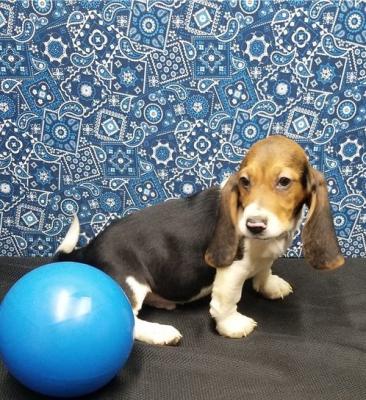 Charming Basset Hound Pups For Sale