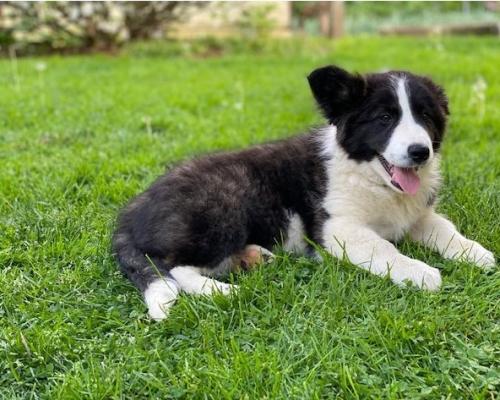  Charming Border Collie Puppies For Sale