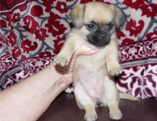  Brussels Griffon Puppies Ready Now