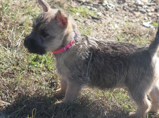  Healthy Cute Cairn Terrier Puppies For Sale