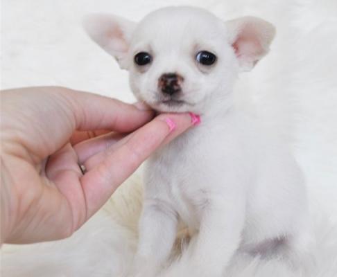 Kc Reg Chihuahua Puppies For Sale.