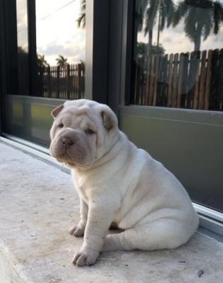  Lovely pure breed Chinese Shar Pei puppies Ready