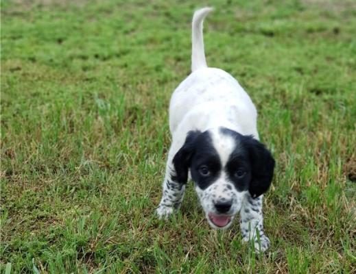 English Setter Pups Ready Now
