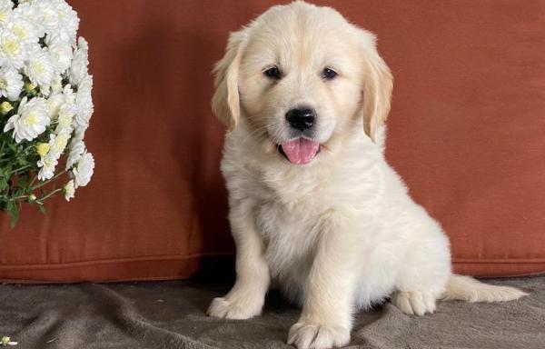 KC Registered Gorgeous Golden Retrievers Pups