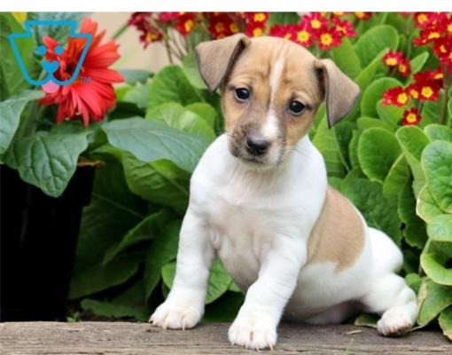 Jack Russel Male & Female For Sale