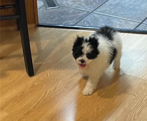Good Looking Japanese Chin Pups For Sale