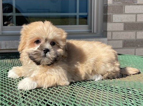 Lhasa Apso Puppies Ready Now