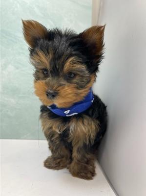 Full Pedigree Yorkshire Terrier Puppies For Sale 